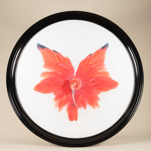 Unknown Pose, Scarlet Ibis, by Fine Taxidermy, Holland