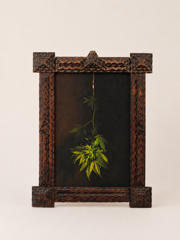 Cannabis Leaves, Jefferson Hayman