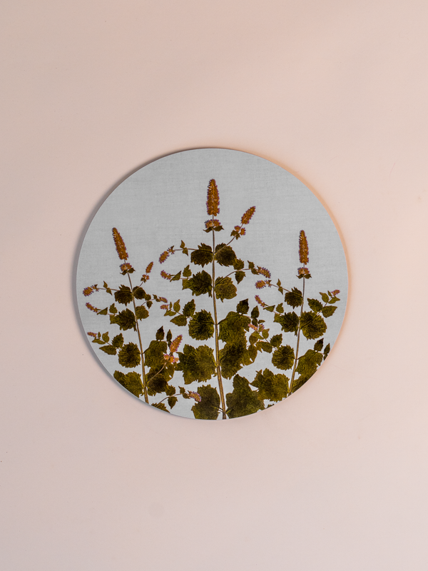 Herberium Tisane Cork Backed Placemat, Mixed Set of 6