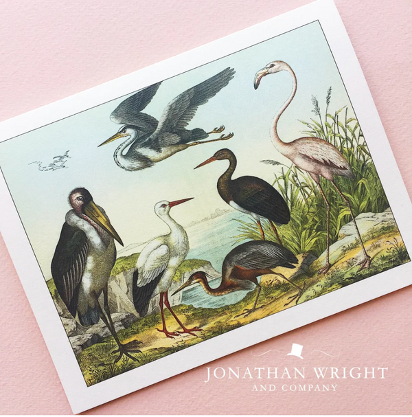 Jonathan Wright - Blank Cards