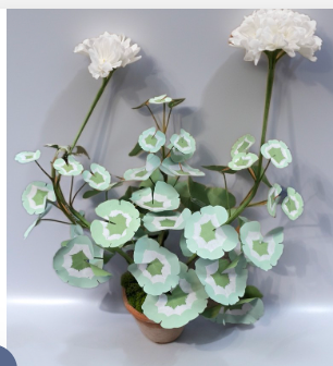 Potted Double Geranium, WHITE
