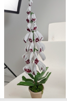 Potted Foxglove - White (RETAIL ONLY)