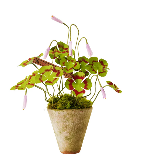 Potted Clover - Green