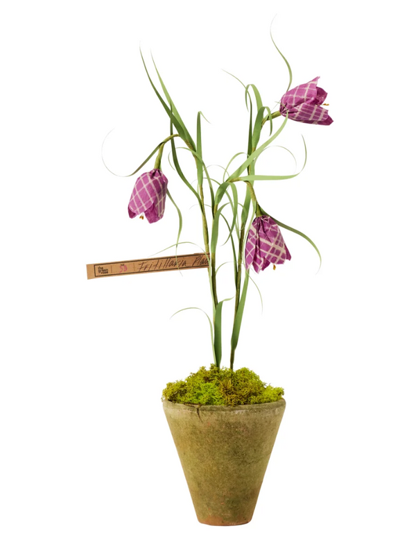 Potted Mini Fritaleria - Purple