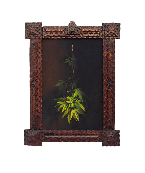 Cannabis Leaves, Jefferson Hayman