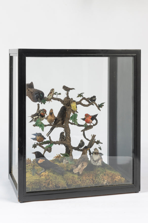 Taxidermy Display Case, 19th C.