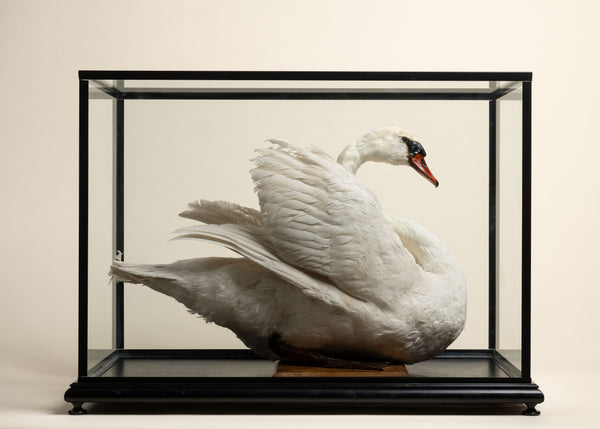 Swan