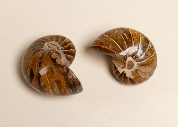 Small Nautilus Fossils, Pair