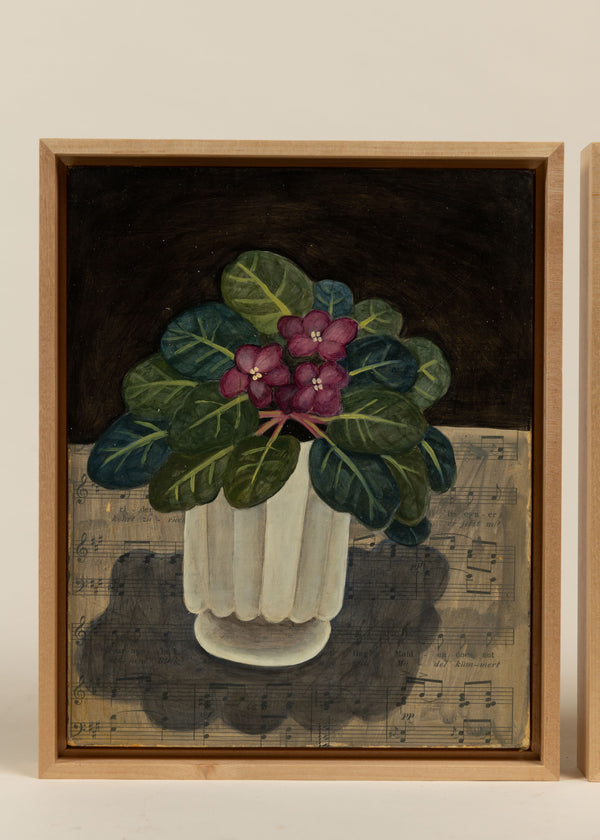 Honest African Violet,Daphne Confar