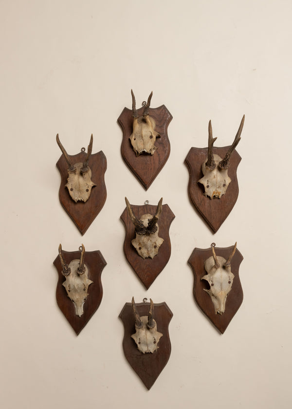 Antique Black Forest Shield Antlers, 20th C