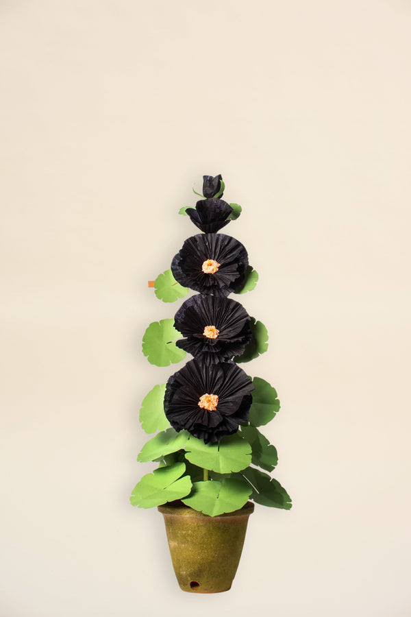 Potted Hollyhock